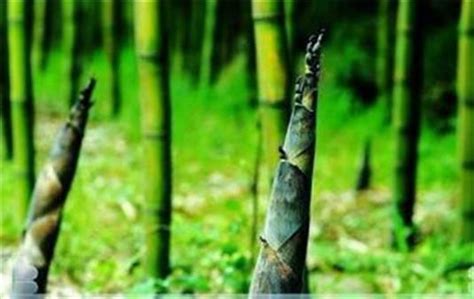 竹子生長方式